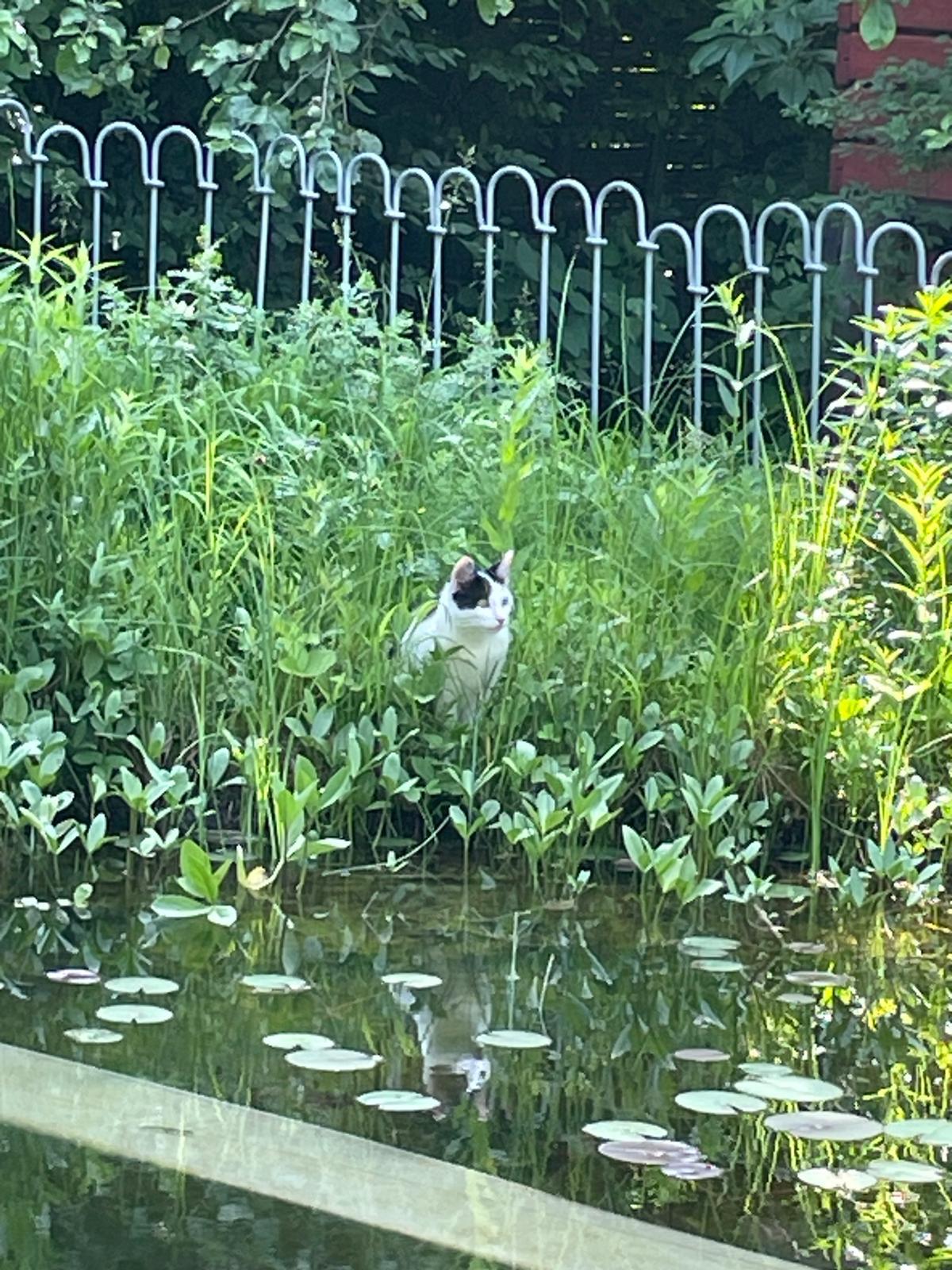 Garten 8– Schwimmteichs